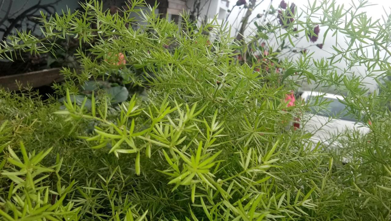 Hotel Ezhil Residency Kodaikanal Exteriér fotografie